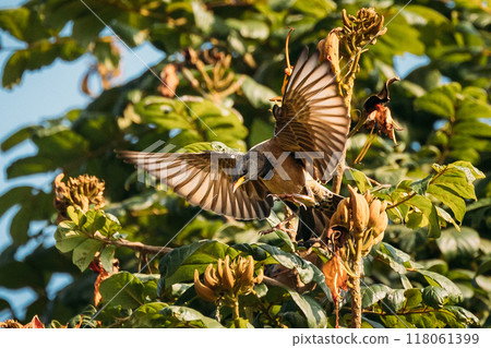 Goa, India. Rosy Starling Birds Taking Off Branches Of Tree Goa, India. Rosy Starling Birds Taking Off Branches Of Tree 118061399