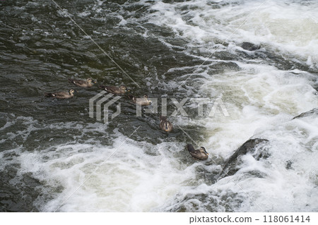 Ducks in the rapids 118061414