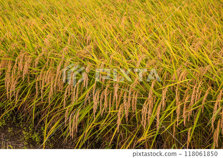 接近收成的稻穗 接近收成的稻穗 118061850