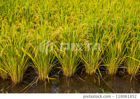 Rice field nearing harvest Rice field nearing harvest 118061852