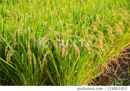 接近收成的稻穗 118061853