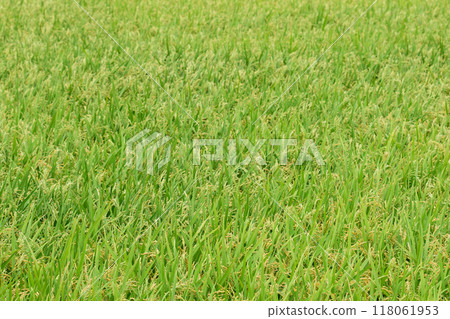 北海道莓果飯 118061953