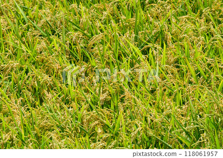 Rice with seeds in Hokkaido Rice with seeds in Hokkaido 118061957