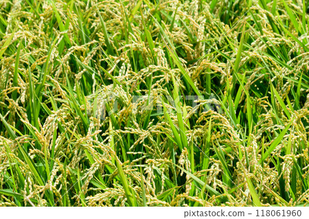 Rice with seeds in Hokkaido 118061960