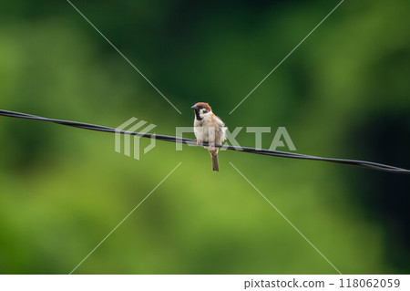 Sparrow on a wire Sparrow on a wire 118062059