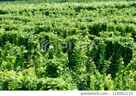 北海道的葡萄園 118062233