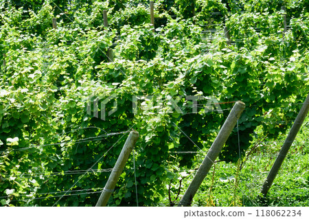 Hokkaido vineyards 118062234
