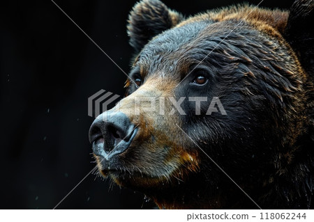 Portrait of a brown bear with detailed fur against dark background. 118062244