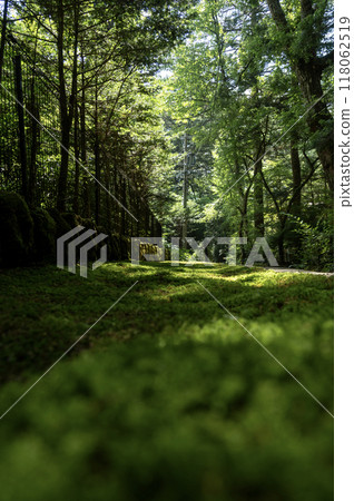 Mysterious forest path 118062519