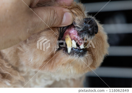 Dog with teeth gingivitis decay and gum problem had most of her teeth extracted to prevent other health issues. Dog with teeth gingivitis decay and gum problem had most of her teeth extracted to prevent other health issues. 118062849
