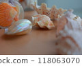 美麗的貝殼 118063070
