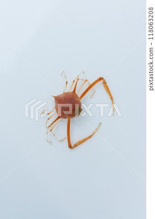 藤枝奈奈 118063208