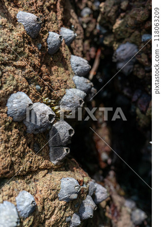 附著在岩石上的藤壺 附著在岩石上的藤壺 118063209
