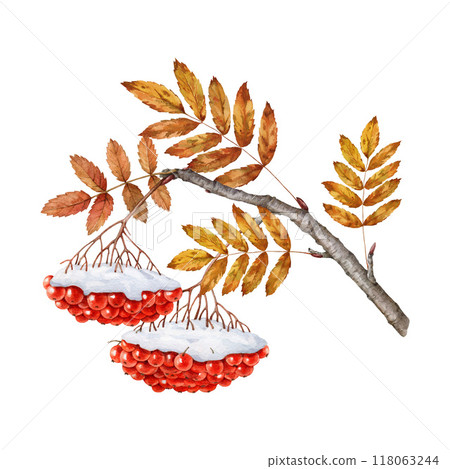 Winter season rowan tree branch with dry leaves, red berries covered with snow. Watercolor illustration. Painted late autumn time rowanberry twig with berry bunch element on white background 118063244