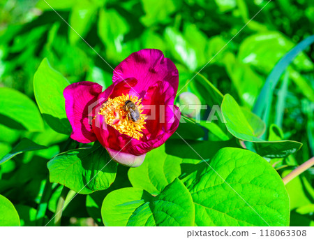 Bees on red peony flowers, honey plant in the garden Bees on red peony flowers, honey plant in the garden 118063308