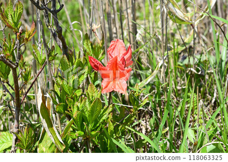 Bright red azalea Bright red azalea 118063325