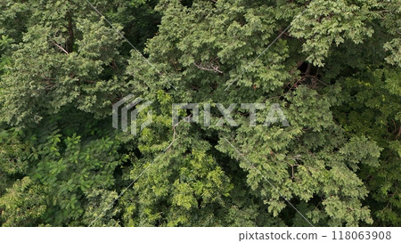 Aerial view the Tropical forest Healthy environment green tone Aerial view the Tropical forest Healthy environment green tone 118063908