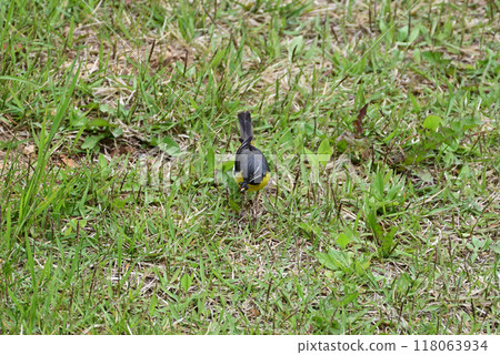 Grey wagtail carrying food 118063934