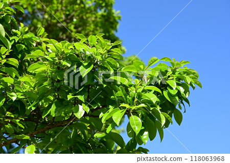 黑金餅（冬青科）鮮綠色常綠中高喬木 118063968