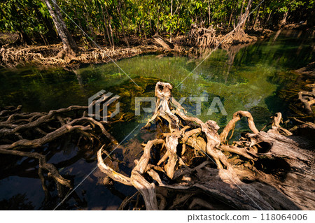 Tropical trees roots in swamp forest and crystal clear water stream canal Tropical trees roots in swamp forest and crystal clear water stream canal 118064006