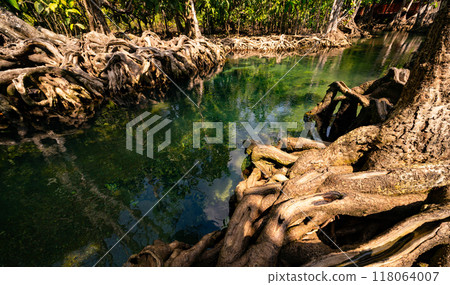 Tropical trees roots in swamp forest and crystal clear water stream canal Tropical trees roots in swamp forest and crystal clear water stream canal 118064007
