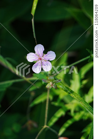 Wildflowers blooming in the beautiful forest 118064209