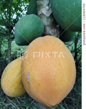 Ripe papaya on the tree, Bunch of fresh ripe papaya fruit hanging on a tree in papaya fruit garden. 118064704
