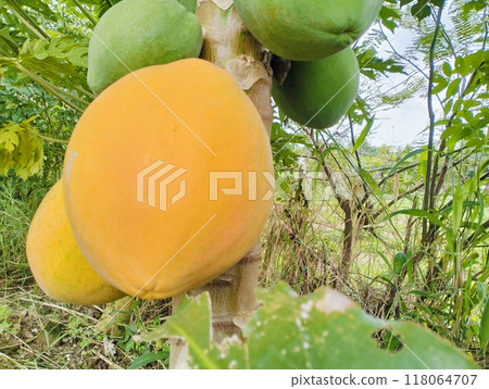 Ripe papaya on the tree, Bunch of fresh ripe papaya fruit hanging on a tree in papaya fruit garden. Ripe papaya on the tree, Bunch of fresh ripe papaya fruit hanging on a tree in papaya fruit garden. 118064707