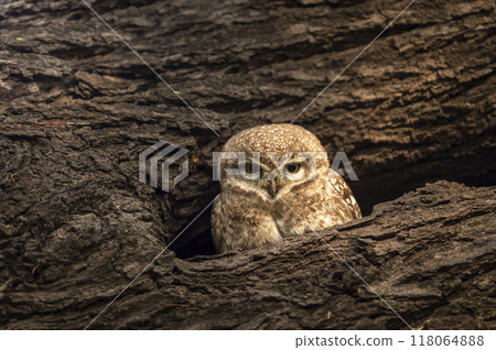 spotted owlet or Athene brama owl fine art portrait with eye contact in nest or hollow in tree during safari in winter season at keoladeo ghana national park bharatpur bird sanctuary rajasthan india 118064888
