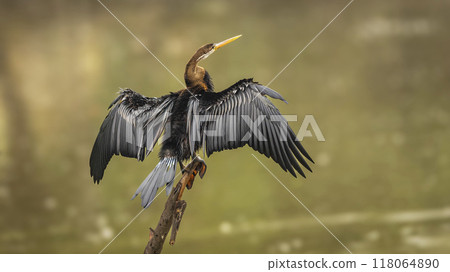 Oriental darter or Indian darter or Anhinga melanogaster back profile basking or sunning full wingspan in natural green background at keoladeo national park bharatpur bird sanctuary rajasthan india 118064890