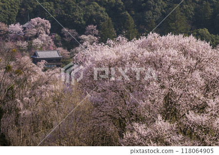 Yoshinoyama's Thousand Cherry Blossoms - Hitome Senbonzakura - Japan's best cherry blossom viewing spot - World Heritage site - Nara tourist spot 118064905