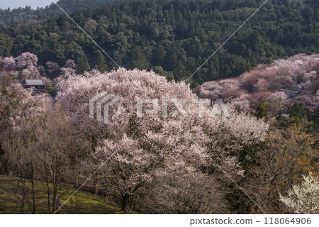 吉野山的千本櫻、瞳千本櫻、日本第一賞櫻勝地、世界遺產旅遊勝地、奈良觀光地 118064906