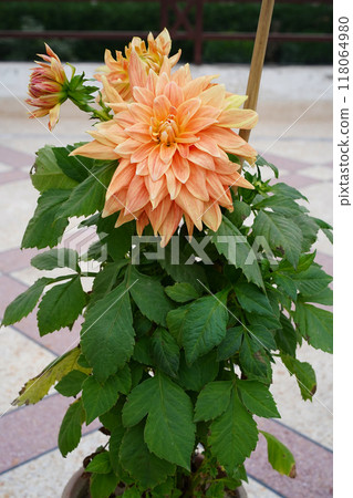 Dahlia orange flower close-up, vertical photo. Pale orange flower with red and yellow stripes and specks on numerous petals, growing in a flowerpot on a terrace in South Asia. Blurred background. 118064980