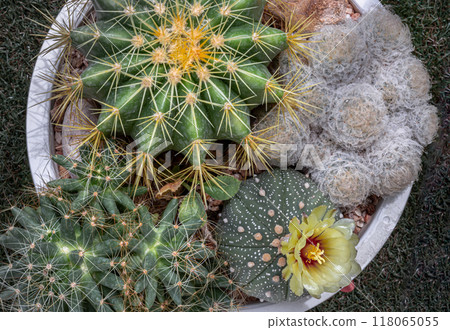 Yellow flower of Astrophytum asterias (Kabuto cactus) with Ferocactus echidne, Mammillaria longimamma and Mammillaria Plumosa. Yellow flower of Astrophytum asterias (Kabuto cactus) with Ferocactus echidne, Mammillaria longimamma and Mammillaria Plumosa. 118065055