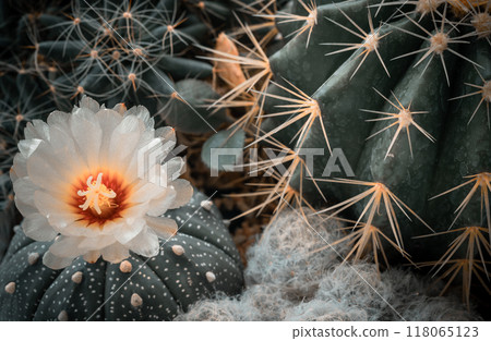 Yellow flower of Astrophytum asterias with Ferocactus echidne, Mammillaria longimamma and Mammillaria Plumosa in cactus garden. Yellow flower of Astrophytum asterias with Ferocactus echidne, Mammillaria longimamma and Mammillaria Plumosa in cactus garden. 118065123