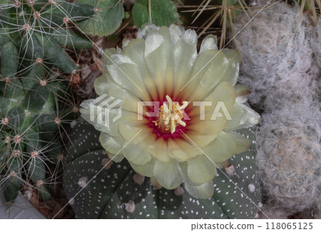 Top view of Yellow flower of Astrophytum asterias in the middle of Ferocactus echidne, Mammillaria longimamma and Mammillaria Plumosa. Top view of Yellow flower of Astrophytum asterias in the middle of Ferocactus echidne, Mammillaria longimamma and Mammillaria Plumosa. 118065125