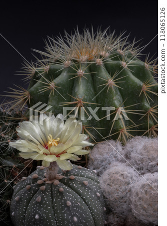 Beautiful yellow flower of Astrophytum asterias (Kabuto cactus) is blooming with Ferocactus echidne and Mammillaria plumosa (Feather cactus) as a background. Beautiful yellow flower of Astrophytum asterias (Kabuto cactus) is blooming with Ferocactus echidne and Mammillaria plumosa (Feather cactus) as a background. 118065126
