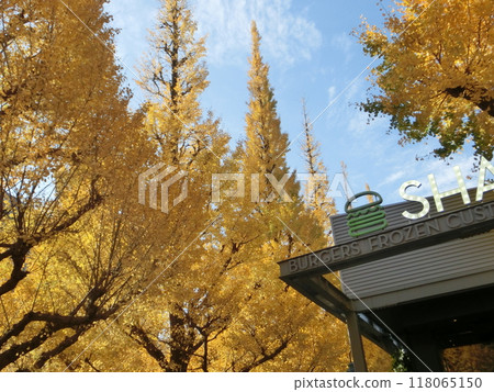 Late autumn in Tokyo - 204 118065150