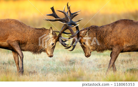 Portrait of red deer stags battling for dominance in autumn meadow during rutting season 118065353