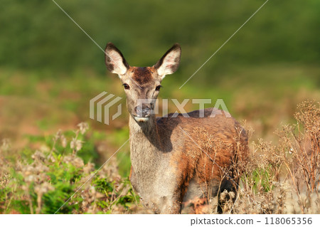 Portrait of a curious red deer female standing in grass in autumn 118065356