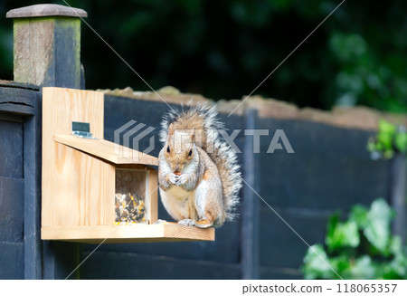 Portrait of a grey squirrel eating nuts on a squirrel feeder Portrait of a grey squirrel eating nuts on a squirrel feeder 118065357