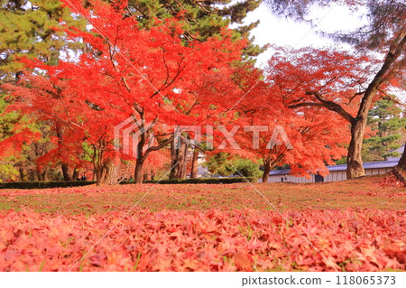 京都御苑(京都市上京區)公園的秋葉 京都御苑(京都市上京區)公園的秋葉 118065373