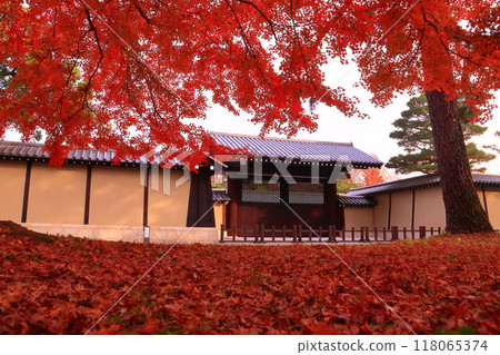Autumn leaves in front of the Kyoto State Guest House in Kyoto Gyoen (Kamigyo Ward, Kyoto City) Park Autumn leaves in front of the Kyoto State Guest House in Kyoto Gyoen (Kamigyo Ward, Kyoto City) Park 118065374