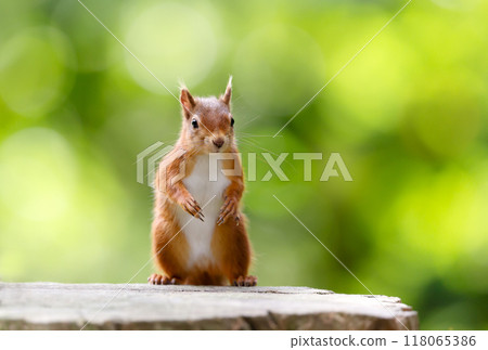 Portrait of a cute playful red squirrel standing on a tree stump 118065386
