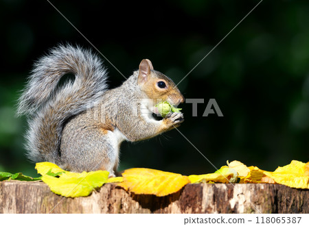 Portrait of a grey squirrel eating green hazelnuts on a tree stump 118065387