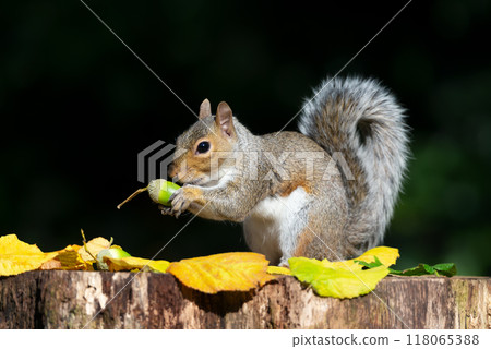 Portrait of a grey squirrel eating acorn on a tree stump in autumn Portrait of a grey squirrel eating acorn on a tree stump in autumn 118065388