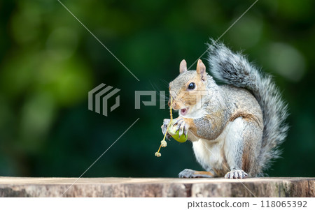 Portrait of a grey squirrel eating acorn on a tree stump in autumn 118065392