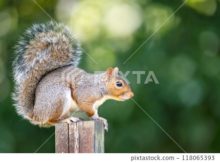 Portrait of a cute grey squirrel standing on a garden fence post Portrait of a cute grey squirrel standing on a garden fence post 118065393