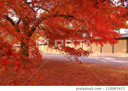 Autumn leaves in front of the Kyoto State Guest House in Kyoto Gyoen (Kamigyo Ward, Kyoto City) Park 118065415