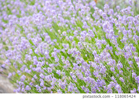 purple lavender flowers on a hot summer day 118065424